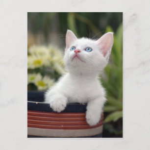 Cartão Postal Turco White Kitten