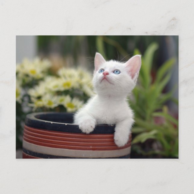 Cartão Postal Turco White Kitten (Frente)