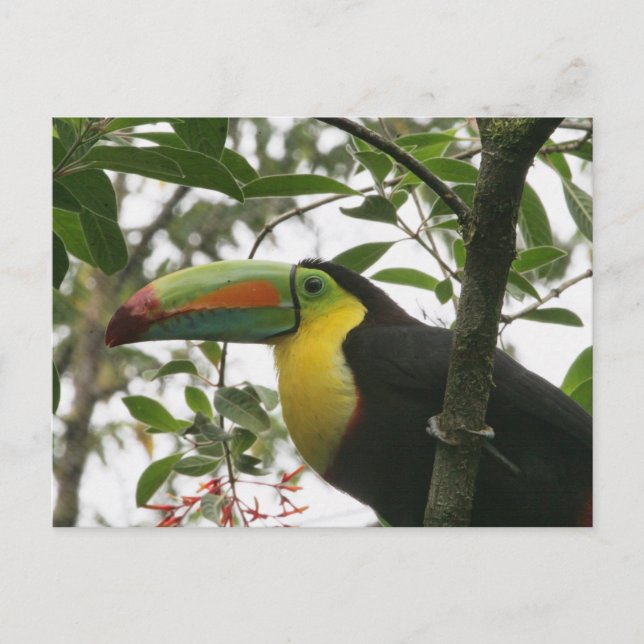 Cartão Postal Turiano na Selva (Frente)
