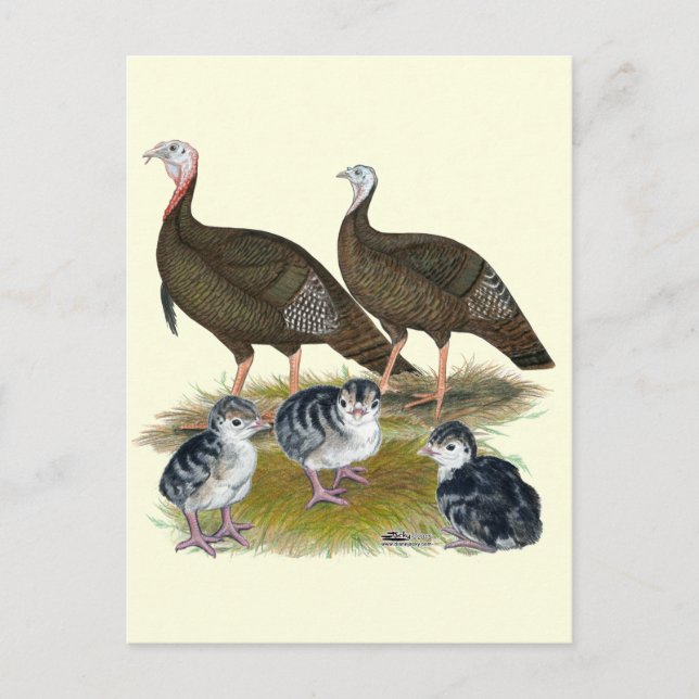 Cartão Postal Turkeys East Wild Family (Frente)