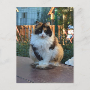 Cartão Postal Turkish Van