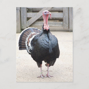 Cartão postal Turquia