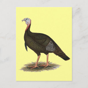 Cartão Postal Turquia: East Wild Tom