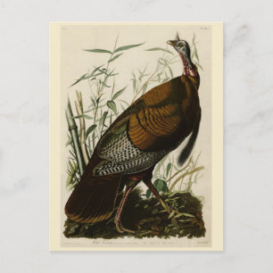 Cartão Postal Turquia Selvagem (Homem) das Aves da América de Au