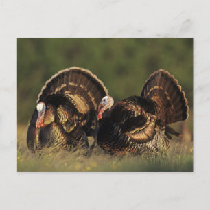 Cartão Postal Turquia selvagem, Meleagris gallopavo, machos