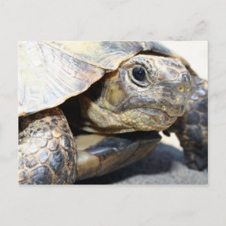 Cartão Postal Turtle