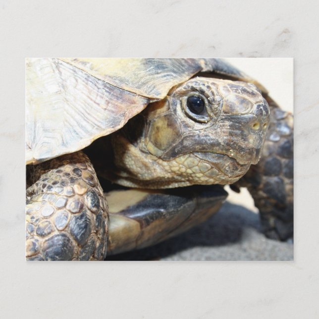 Cartão Postal Turtle (Frente)