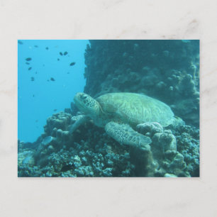 Cartão Postal Turtle