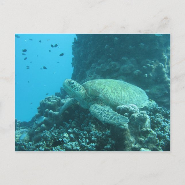 Cartão Postal Turtle (Frente)
