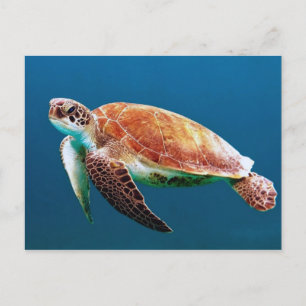 Cartão Postal Turtle Blue Water Sea Photo