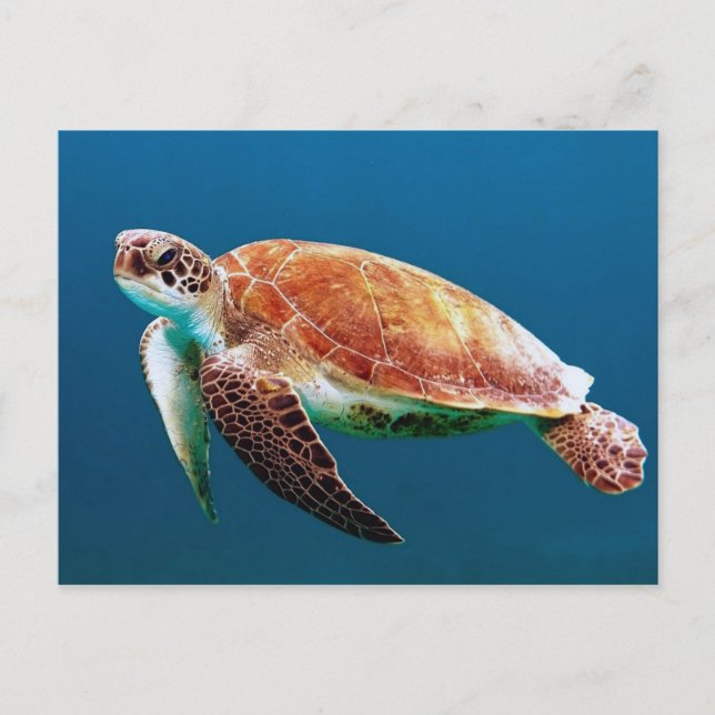 Cartão Postal Turtle Blue Water Sea Photo (Frente)