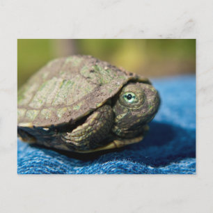 Cartão Postal Turtle Hatchling no cartão-postal Denim
