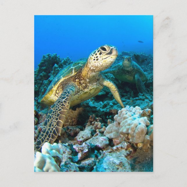 Cartão Postal Turtle Pair (Frente)