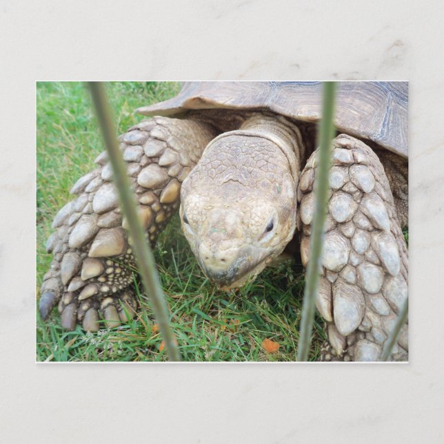 Cartão Postal Turtle Retrait (Frente)