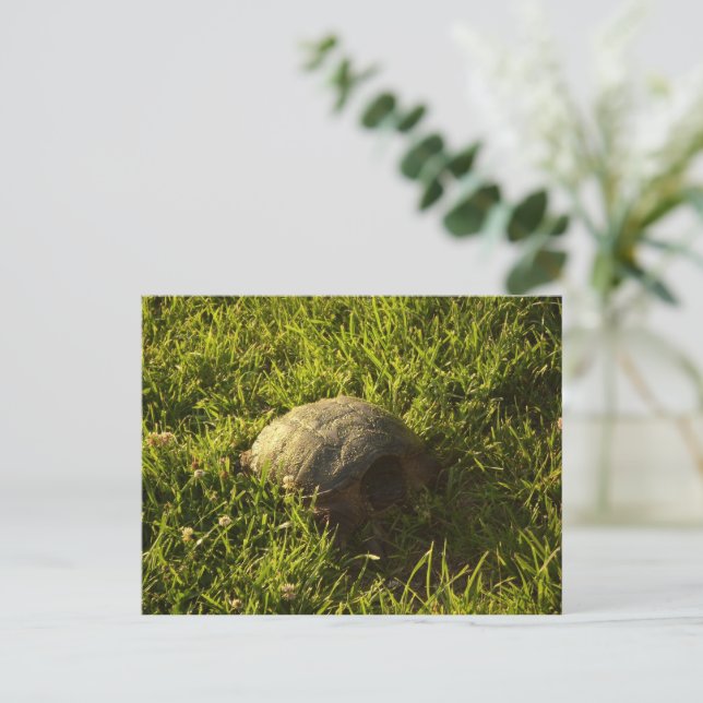 Cartão Postal Turtle Shy (Em pé/Frente)