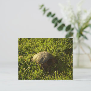 Cartão Postal Turtle Shy