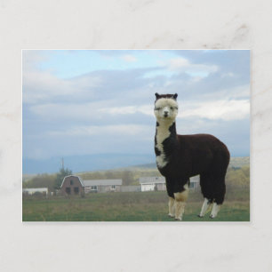 Cartão Postal Tuxedo Alpaca