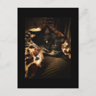Cartão Postal Tuxedo Cat