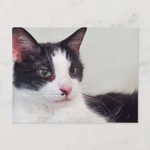 Cartão Postal Tuxedo cat