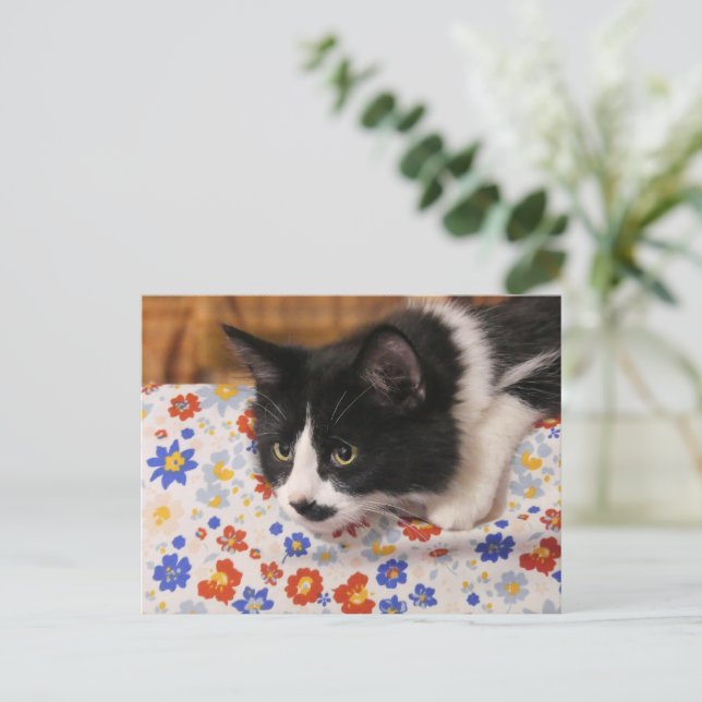 Cartão Postal Tuxedo Cat (Em pé/Frente)