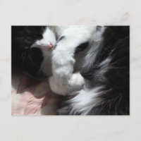 Tuxedo Cat Art Bonito Rosa Nose Gatos De Gato Rosa