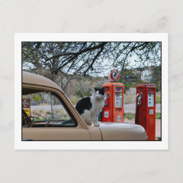 Cartão Postal Tuxedo Cat, Museu da Estação Gasolina do Novo Méxi