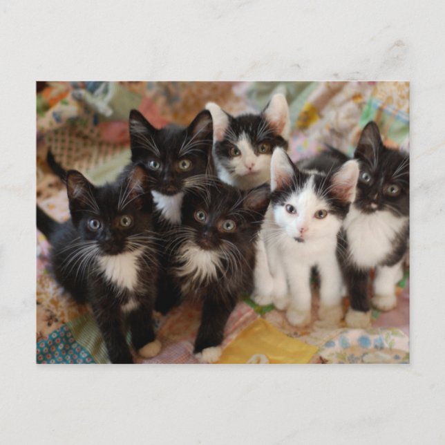 Cartão Postal Tuxedo Kittens (Frente)