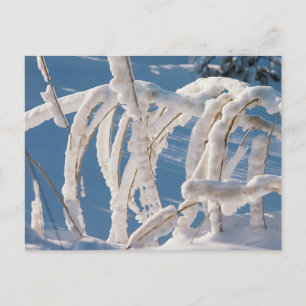 Cartão Postal Twigs Cobrados por Neve