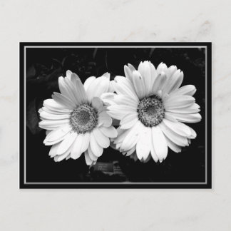 Cartão Postal Twin Daisies