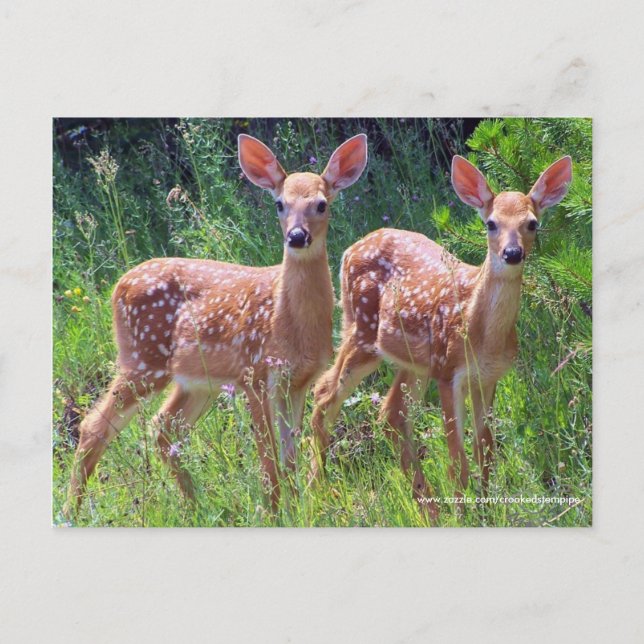 Cartão Postal Twin Fawns no Hawkweed, veado branco Postcar (Frente)