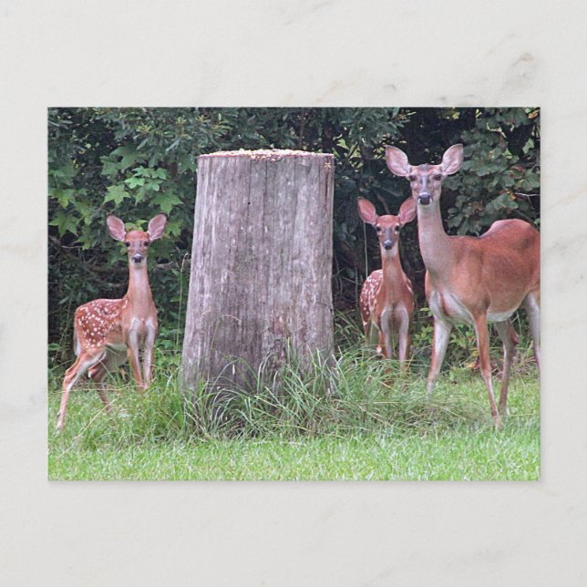 Cartão Postal Twin Fawns Postcard (Frente)