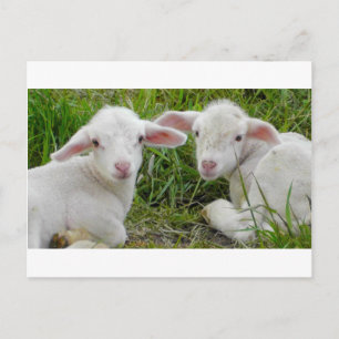 Cartão Postal Twin Lamb Bebê Pensando Em Você