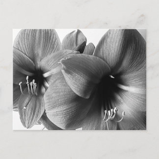 Cartão Postal Two Amaryllis Flowers Photo Greeting