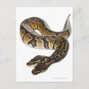Cartão Postal Two headed Royal Python or Ball Python - Python