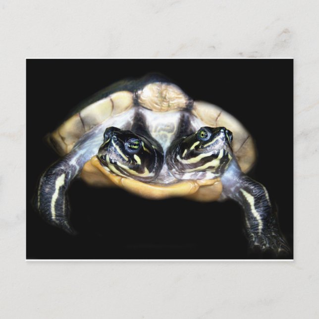 Cartão Postal Two-Headed Turtle (Frente)