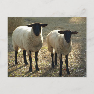 Cartão Postal Two Suffolk Sheep Afternoon Sunlight