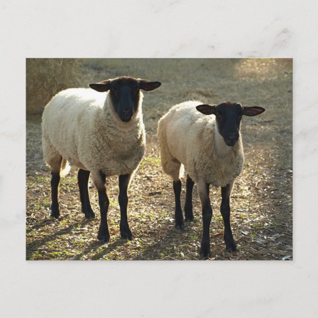 Cartão Postal Two Suffolk Sheep Afternoon Sunlight (Frente)