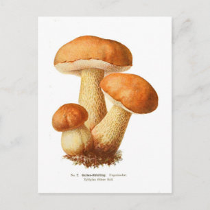 Cartão Postal Tylopilus