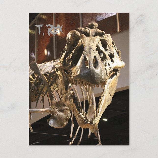 Cartão Postal Tyrannosaurus # 4 (Frente)