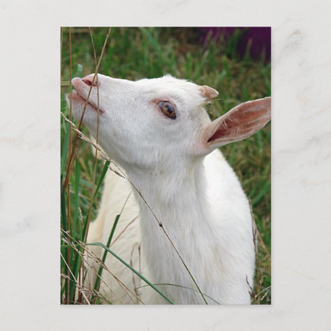 Cartão Postal Uau! Esta grama é mais alta que eu (Frente)