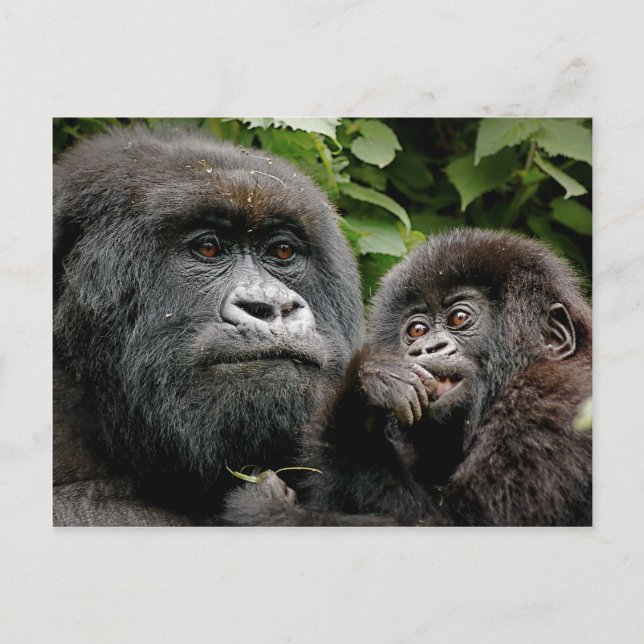 Cartão Postal Ugandan Mother & Baby Gorilla (Frente)