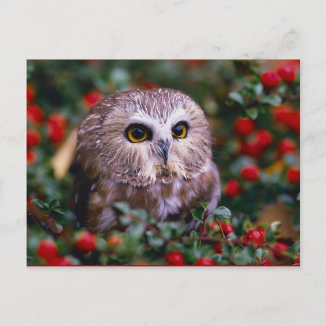 Cartão Postal uilen (Frente)