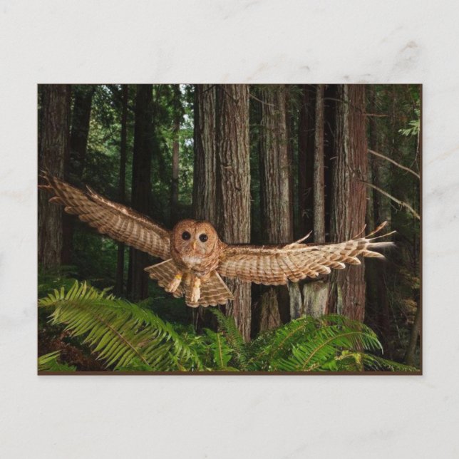 Cartão Postal uilen (Frente)