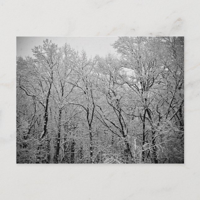 Cartão Postal Último suspiro de inverno (Frente)