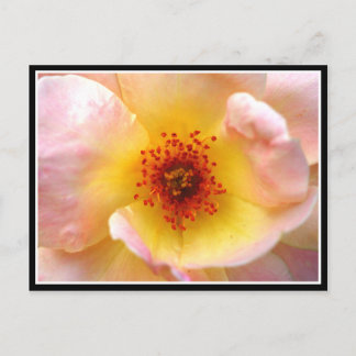 Cartão Postal Ultra Flor