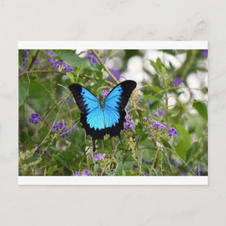 CARTÃO POSTAL ULYSSBUTTERFKY RURAL QUEENSLAND AUSTRÁLIA