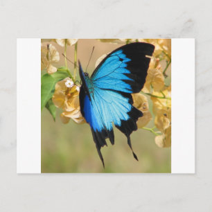 Cartão Postal Ulysses Butterfly