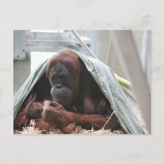 Cartão Postal Um Amor Mães (Frente)