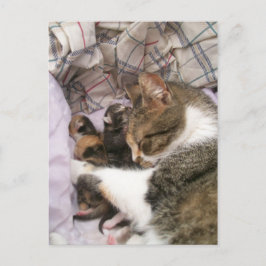 Cartão Postal Um Amor Mães