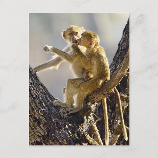 Cartão Postal Um babuíno amarelo jovem (Papio cynocephalus) (Frente)